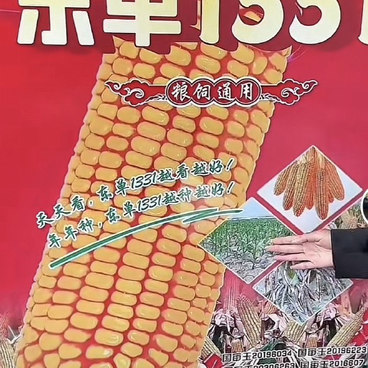 临泉县东单1331玉米种子 双交种 中熟 东北 华东 华北 华中