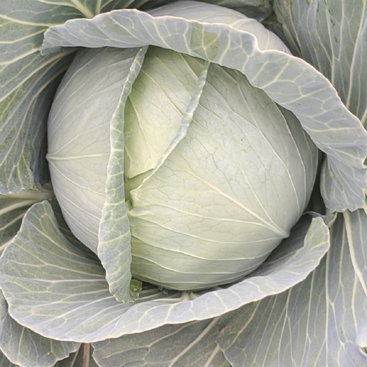 新野县扁包菜 莲花白 平包菜大量上市保质保量对接市场超市电商外贸