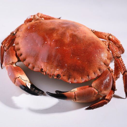 连云港爱尔兰面包蟹400-600g/只新鲜熟冻海鲜水产特大超大螃蟹