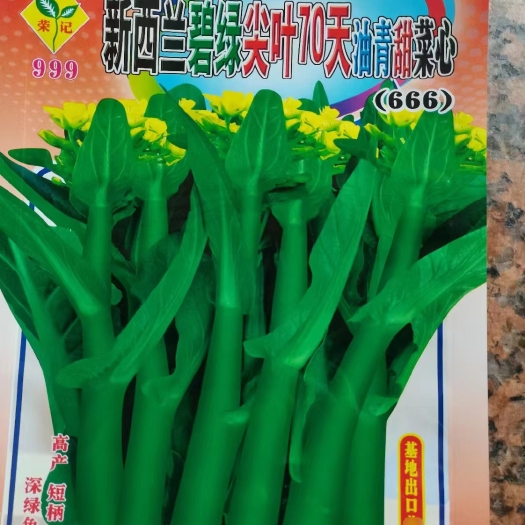 南宁碧绿70天尖叶油青甜菜心种子粗条矮壮耐雨水大田菜心种籽蔬菜种