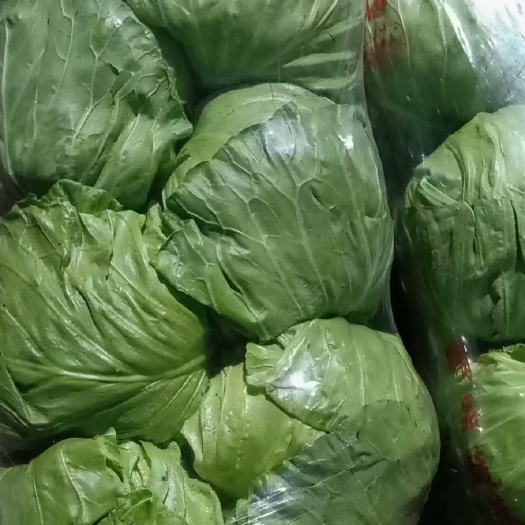 邯郸精品甘蓝（中甘系列）产地直销，诚信第一