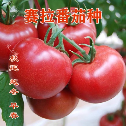 寿光市赛拉番茄苗子 硬度大 高抗病 产量高 粉果 抗死棵
