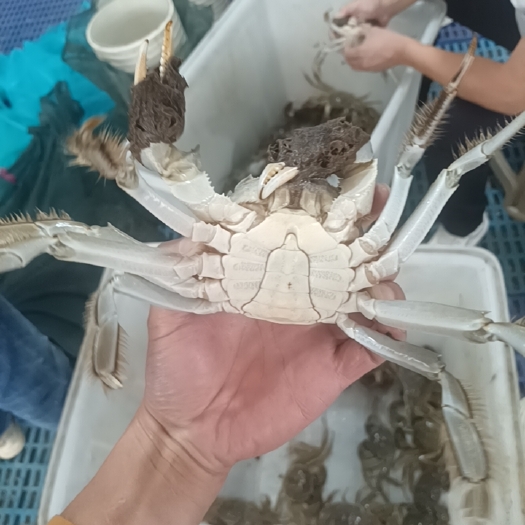 兴化市兴化红膏大闸蟹，甘甜肥满，品质精美
