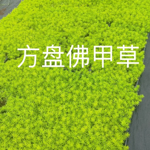 上海佛甲草
