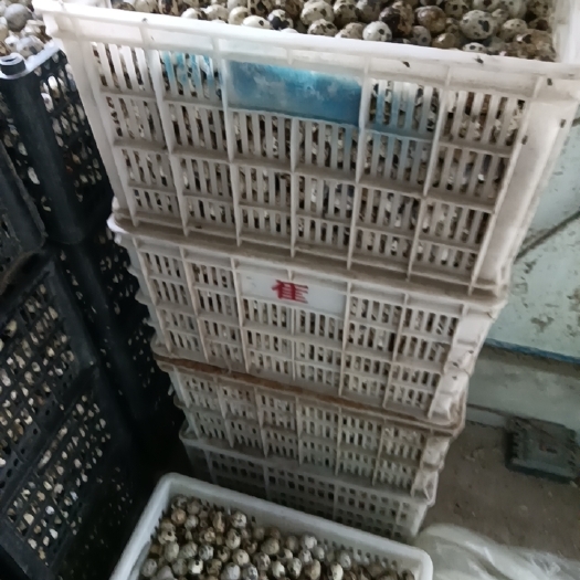 利辛县鹌鹑蛋