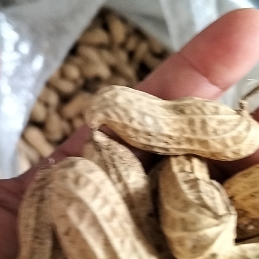 枣庄山东新货农家大花生，手捡花生，炒货原料