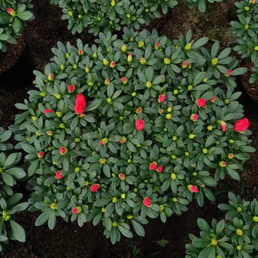 漳平市杜鹃花花色艳丽