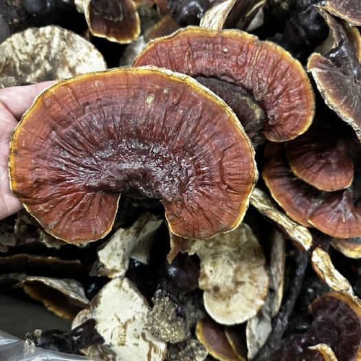 昆明白心金边灵芝