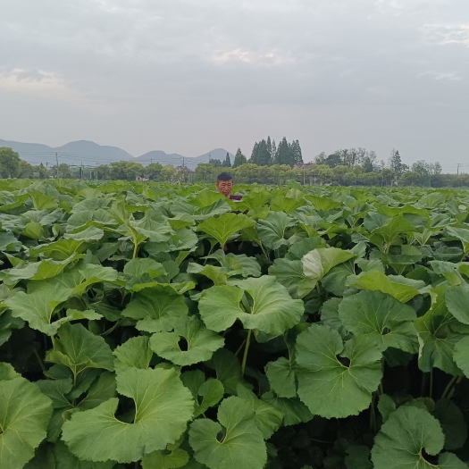 乐清市山蕗根 优质无泥 山露菜根 出口食品品质