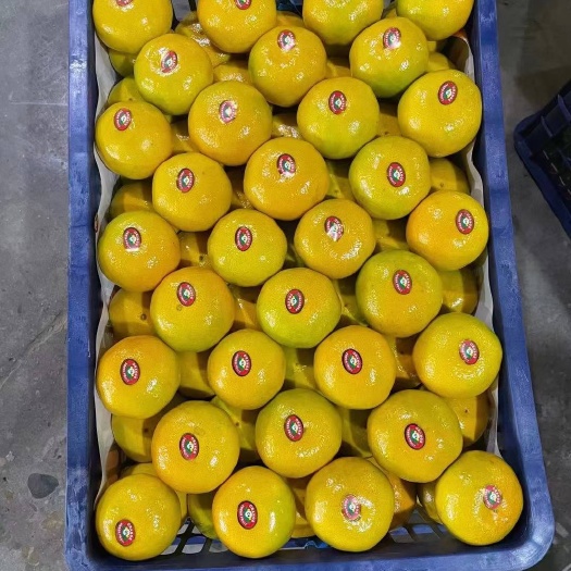 宜昌蜜桔 高山蜜橘 口感纯甜 入口即化无渣 一手货源 无中间商