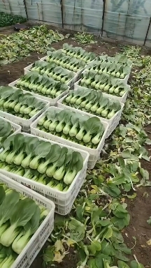 大同油菜，