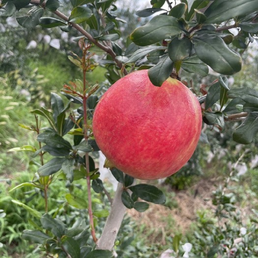 会泽县会泽盐水软籽石榴
