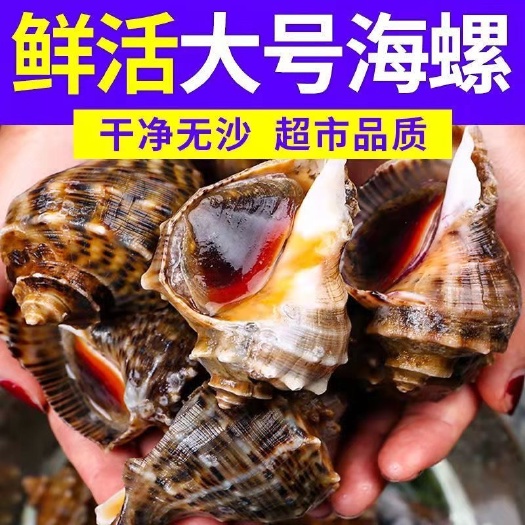 连云港现挖鲜活海螺顺丰包邮现发特大超肥新鲜海螺海鲜水产螺类贝类