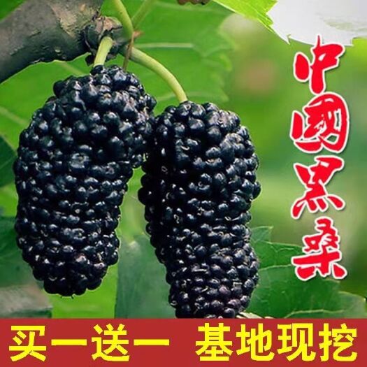 新品桑葚树苗国黑桑葚树苗盆栽地栽南北方种植苗