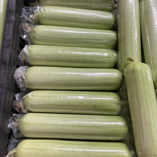 长沙县精品白玉丝瓜