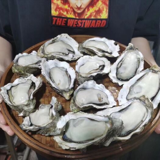 佛山产地直销多年  乳山三倍体  湛江生蚝
