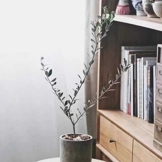 陇南精品油橄榄树苗