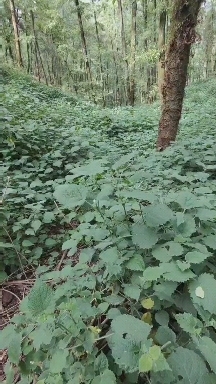 华坪县荨麻