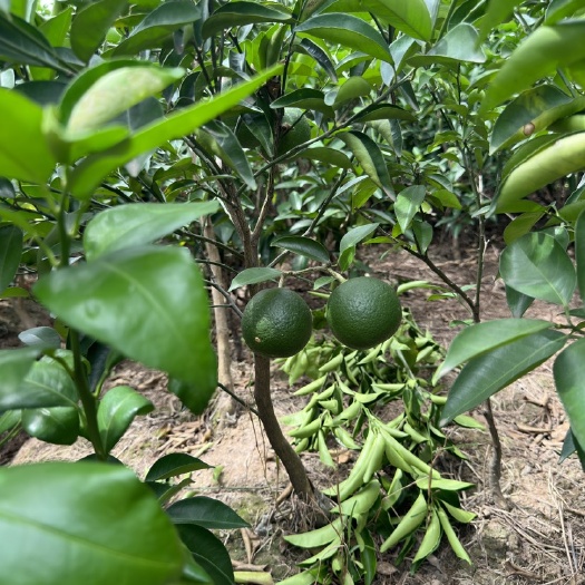 重庆市枳壳苗 大苗小面药枳壳