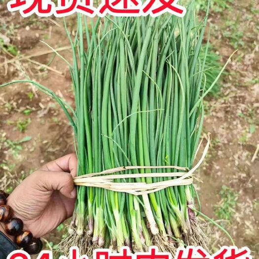 金乡县洋葱苗，现货，有要的联系一件代发