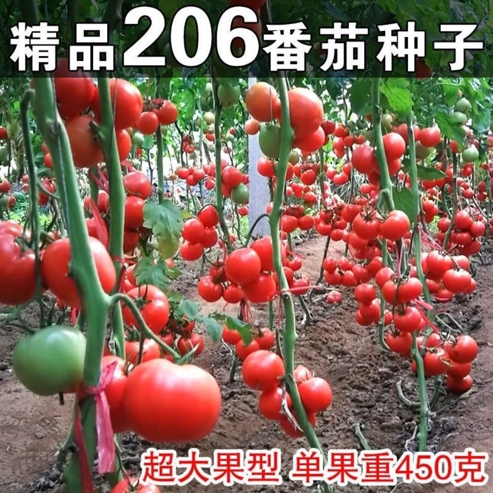 精品206粉果番茄种子大果型硬度大产高抗病无裂果基地种植专用