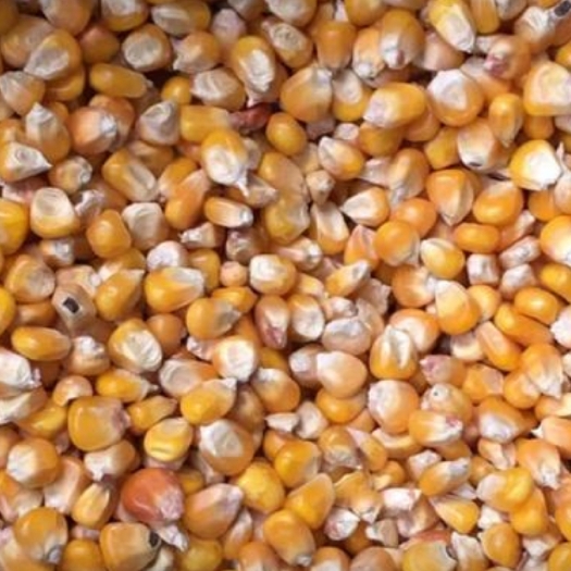玉米粒饲料玉米黄玉米