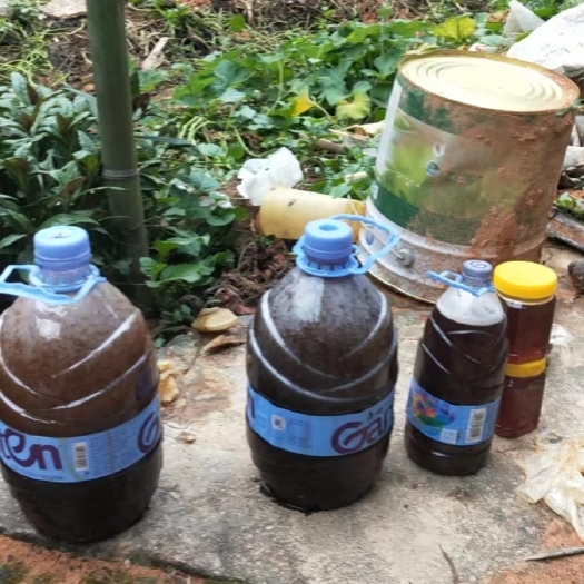 福州野生土蜂蜜，山上刚采摘的土蜂，蜂蜜