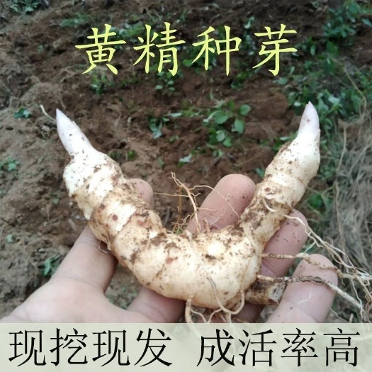 黄精种植苗新鲜鸡头黄精种芽中药材种苗黄金苗老虎姜种籽药材种子