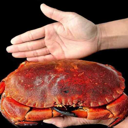 连云港面包蟹超大只面包蟹熟食黄金蟹熟冻即食螃蟹珍宝蟹梭子蟹海蟹