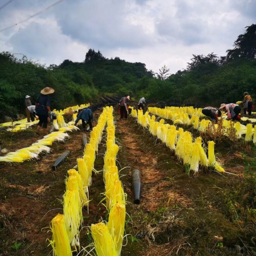 韭黃500畝基地直批