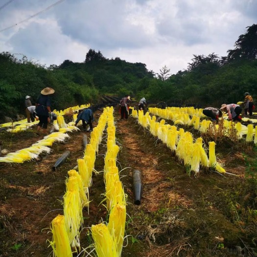 清镇市韭黄500亩基地直批