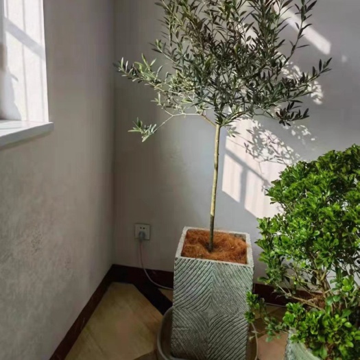 陇南花卉盆栽绿植四季常绿