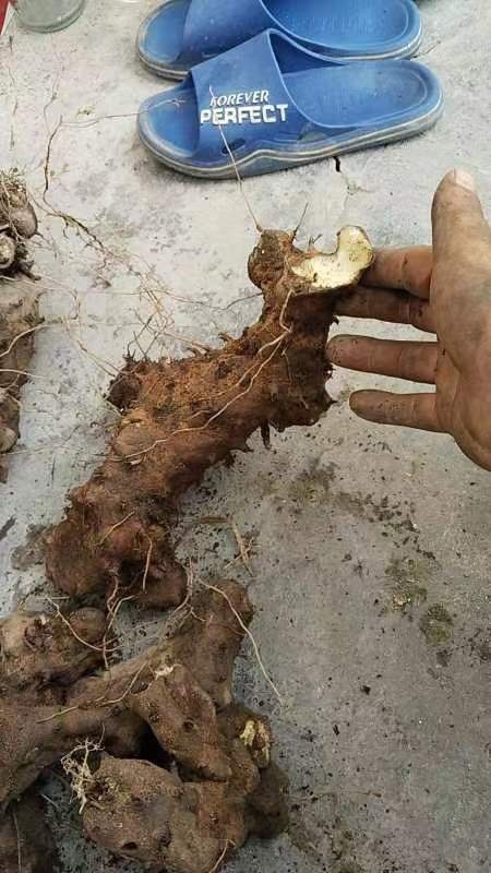 三都县大山萆薢，