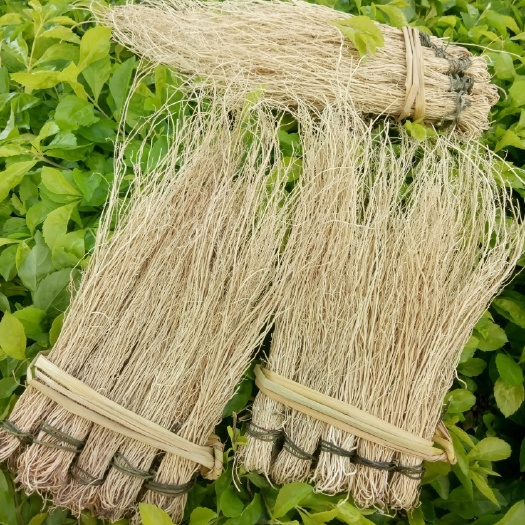 产地直销批发养肝草丝线根龙须草龙须根食材粤北农户一手货源包邮