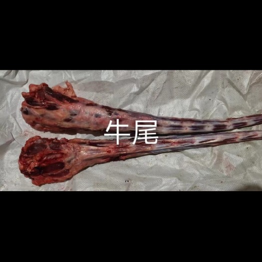 锡林浩特牛尾