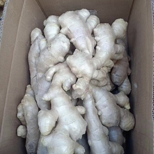 沂水县山东生姜，大黄姜，小黄姜，常年供应，优质货源，量大从优