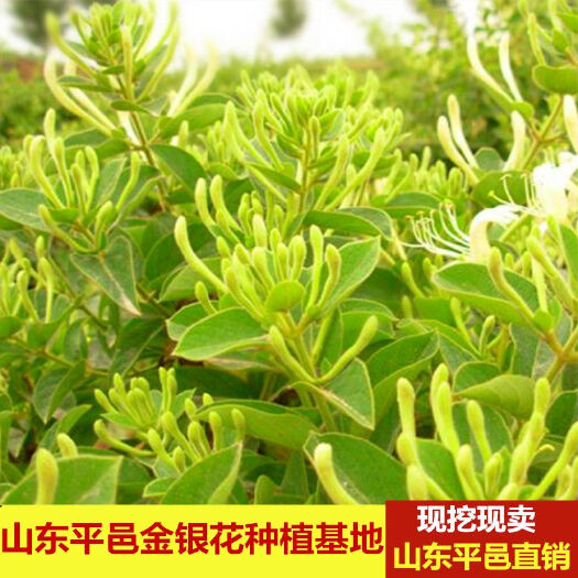 平邑县四季金银花苗，可药用可食用，闻香观赏，泡水品茶。