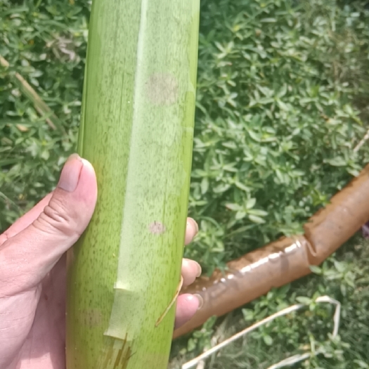 固始县双季茭白