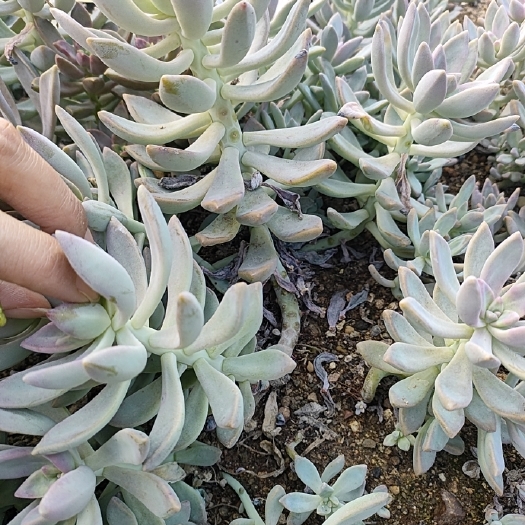 黄山多肉植物