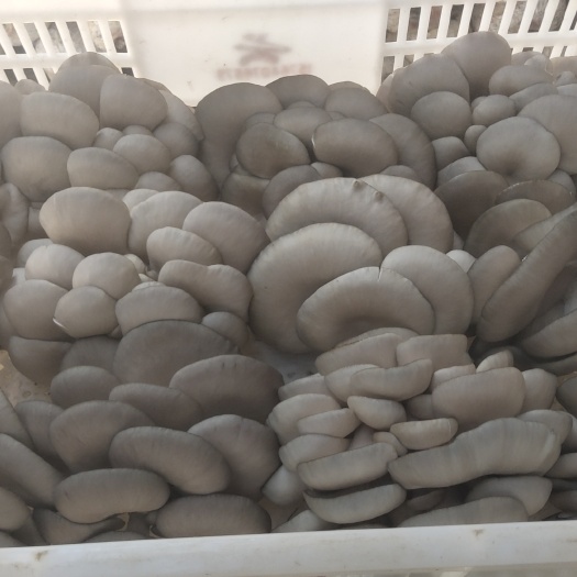 巨野县精品蘑菇批发