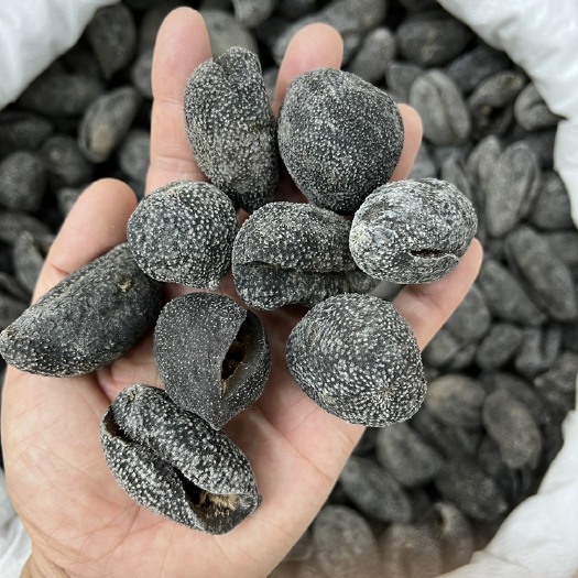 广州越南球参珍珠球参海参干货源头批发
