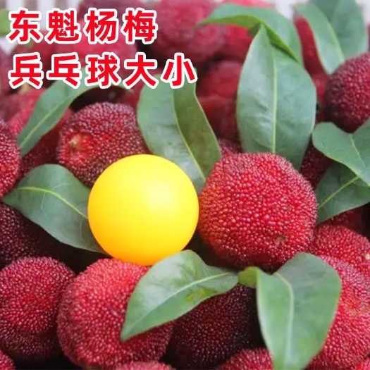 灵山县东魁杨梅树苗正品嫁接苗果实像乒乓球一样大个带原杯发货庭院阳台
