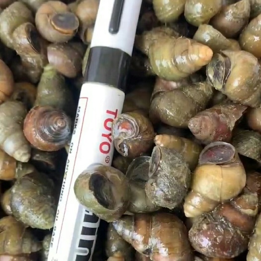 海丰县石螺，大石螺，炮头，新鲜。