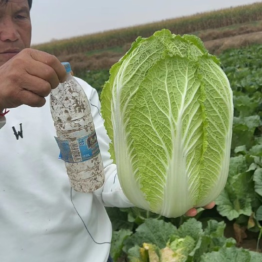 永宁县宁夏黄心大白菜，量大，价格可谈，需要的请联系