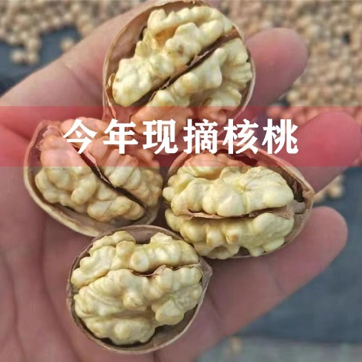 广州185薄皮核桃今年新货