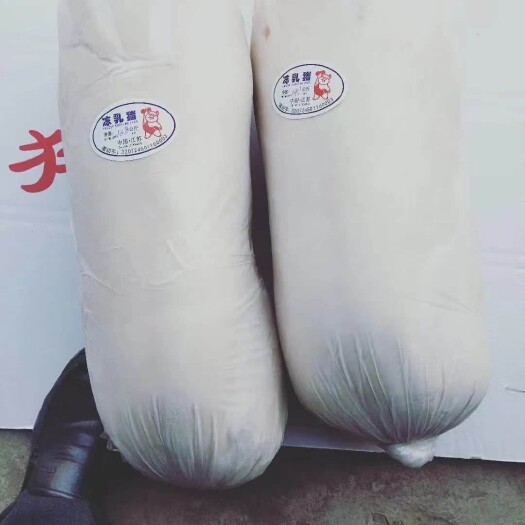 批发乳猪、茶猪，出港标准。价格可谈 ，现货现付