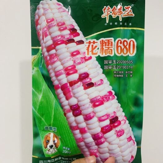 沭阳县原装新鲜彩甜糯花糯甜糯玉米种子甜中带糯春夏秋播黄金正品