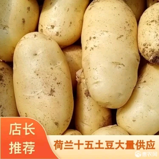 临洮县甘肃定西土豆