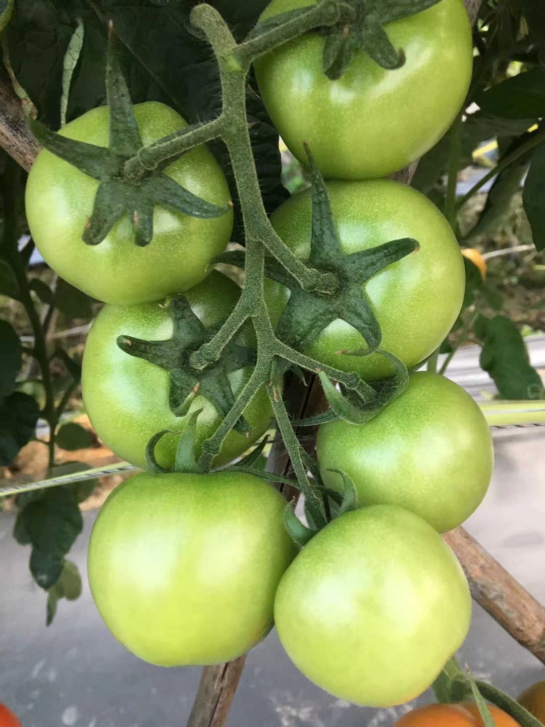 博罗县石头番茄，大番茄，西红柿种苗