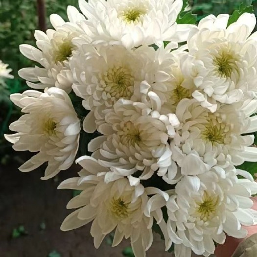 东海县黄白菊基地直发，量大从优！